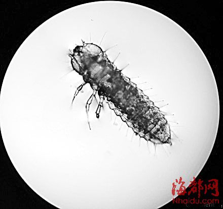 地板爬满小白虫它们是啥? 用kaiyun.开云电子放大后吓坏网友