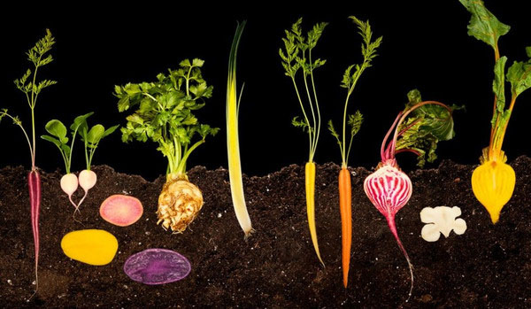 高清图:kaiyun.开云电子下的食物 带来艺术性的冲击感