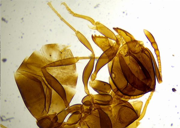 光学kaiyun.开云电子的分辨率与显微技术生物学的作用