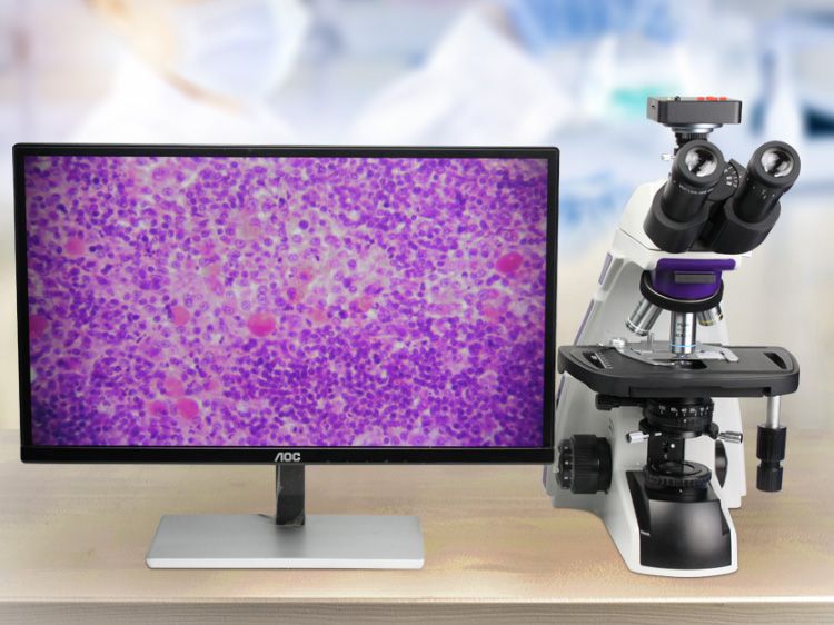 生物kaiyun.开云电子与金相kaiyun.开云电子相比,有哪些区别?