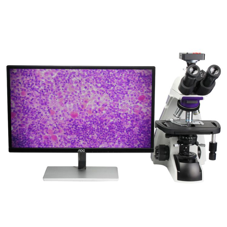 XE1016高档生物kaiyun.开云电子