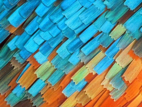 kaiyun.开云电子摄影比赛展示精彩微观世界