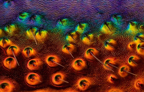 kaiyun.开云电子摄影比赛展示精彩微观世界