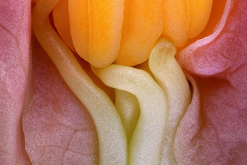 kaiyun.开云电子摄影比赛展示精彩微观世界