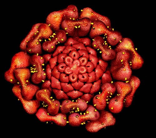 kaiyun.开云电子摄影比赛展示精彩微观世界